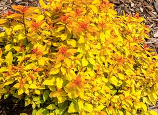 Double Play® Candy Corn® Spirea